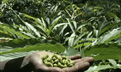 NIC, Spices Board to use AI to deal with Cardamom Diseases in Sikkim